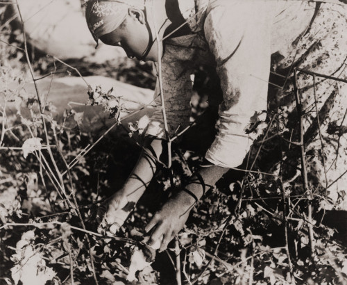 Young African American Women Picking Cotton As A Day Laborer On Mississippi. October 1938 Photo By Marion Post Wolcott. History - Item # VAREVCHISL009EC299